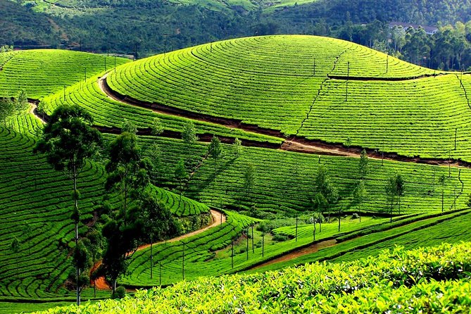 Book-Trichy-To-Munnar-Tour-package-Car-Rental-Services